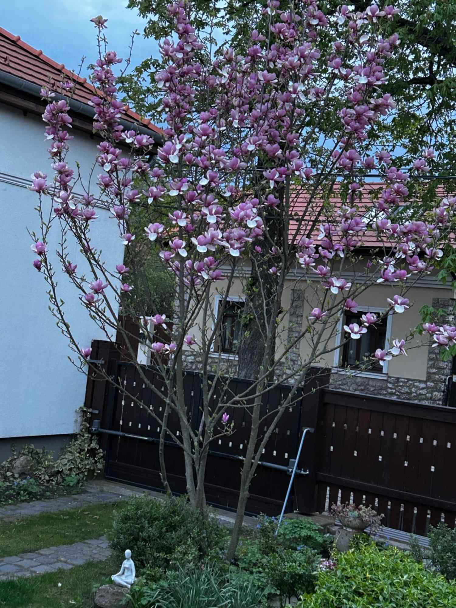 Magnolia Garden Apartamento Miskolc Exterior foto